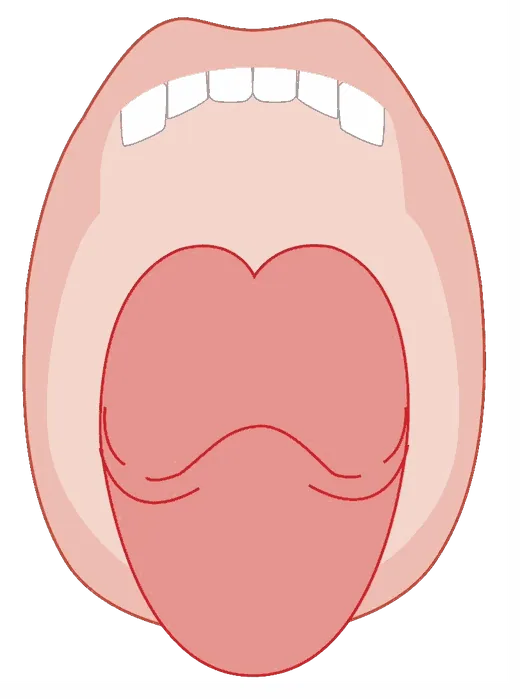 Diagram of an open mouth focused on the base and back of the tongue.