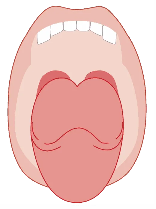 Diagram of an open mouth showing the tongue resting in the lower jaw with the throat visible behind it.